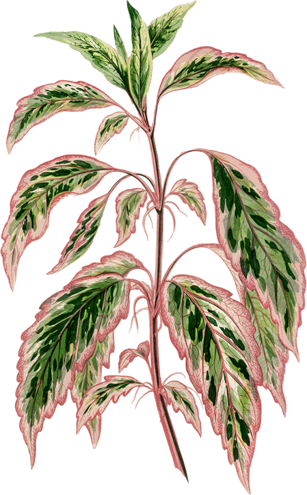 a vintage botanical painting of a plant with droopy leaves with a green center and pink edges