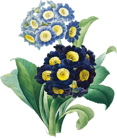 a vintage botanical painting of a plant with long, wide green leaves and clusters of blue and navy flowers with yellow centers