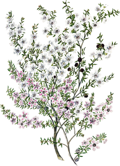 a vintage botanical painting of a plant with a woody stem and many small branches with clusters of thin green leaves and flowers