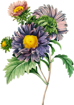 a vintage botanical painting of a plant with a woody stem and long thin leaves. it has purple flowers and yellow fruit