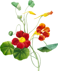 a vintage botanical painting of a plant with round leaves and red flowers