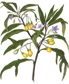 a vintage botanical painting of a plant with a woody stem and long thin leaves. it has purple flowers and yellow fruit
