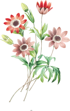 a vintage botanical painting of a plant with long thin leaves and pink flowers